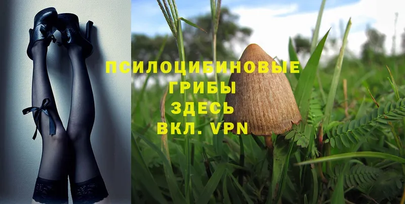 Псилоцибиновые грибы MAGIC MUSHROOMS Пошехонье